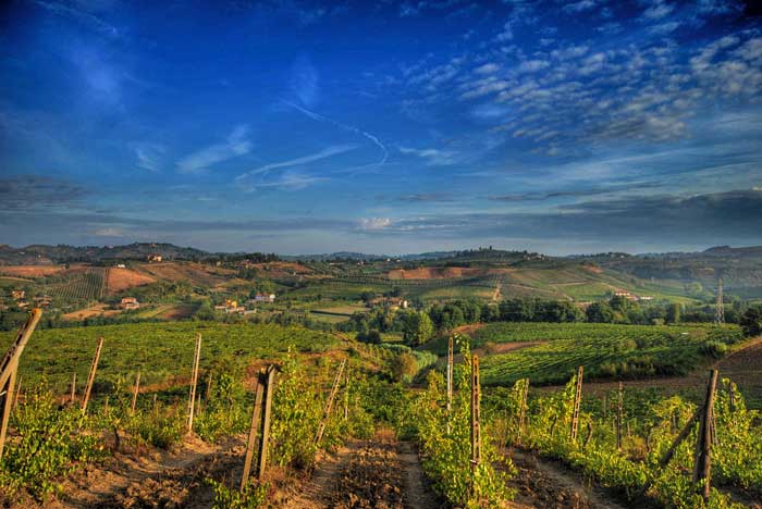 Chianti Vineyards forRenowned Chianti Wine