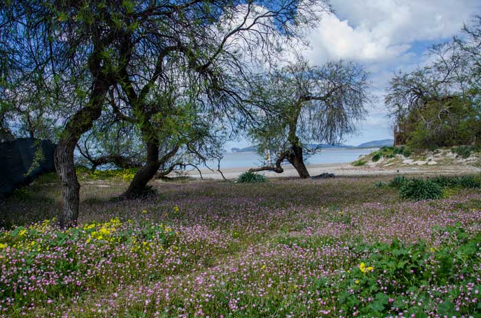 Delightul Alghero Landscape, Northwestern Coast of Sardinia