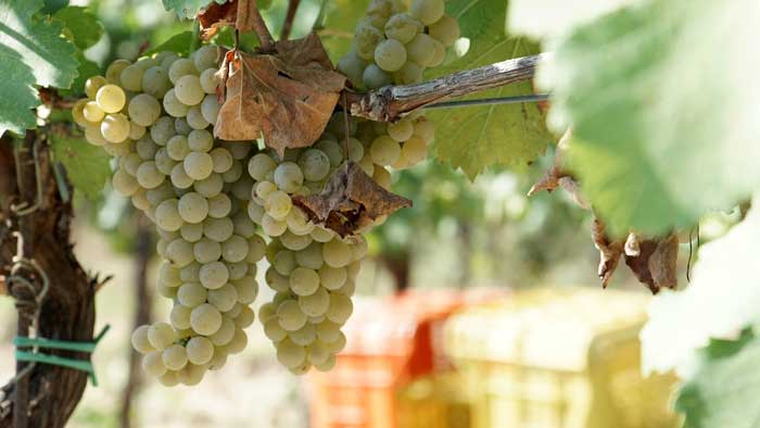 Grape Clusters in Tuscany Vineyard